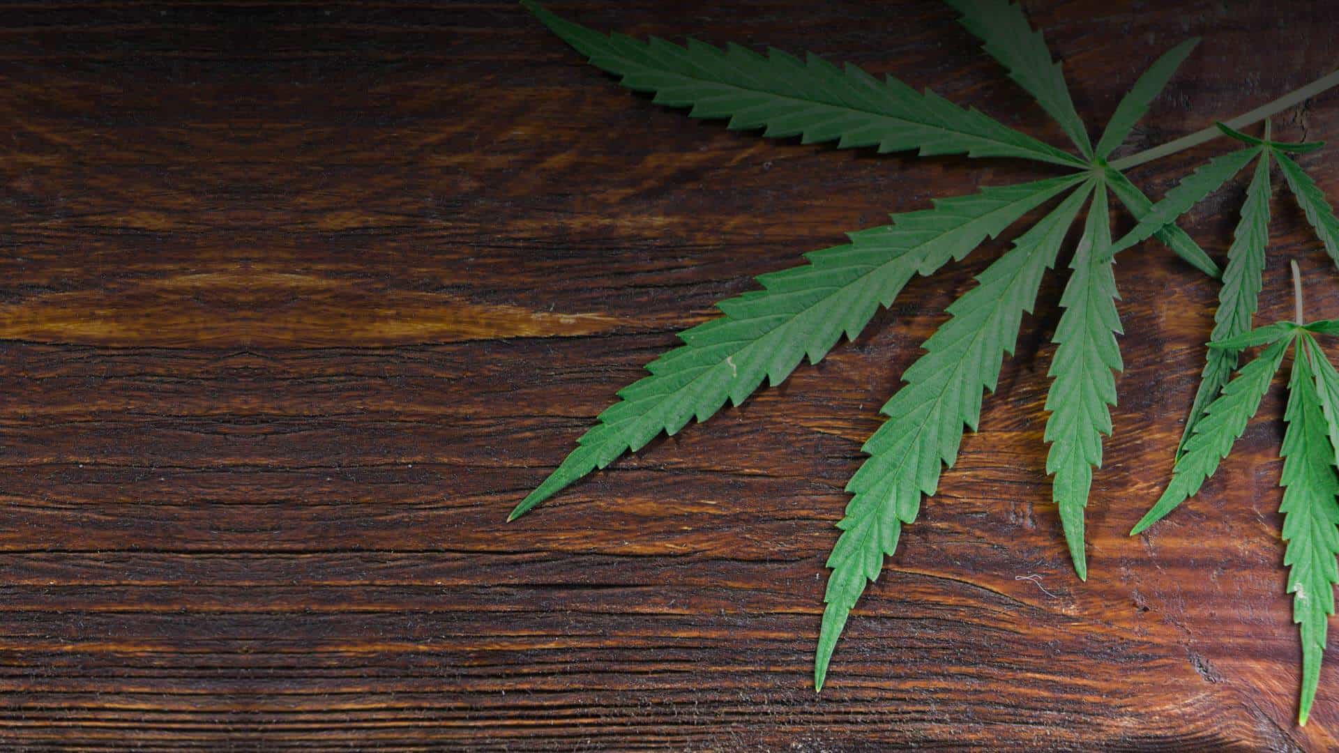 Cannabis leaf on wood.